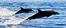 dolphins