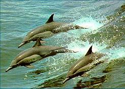 sea1